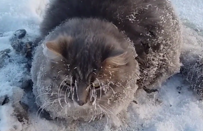 Potpuno se zaledila: Prolaznici spasili mačku koja se smrznula
