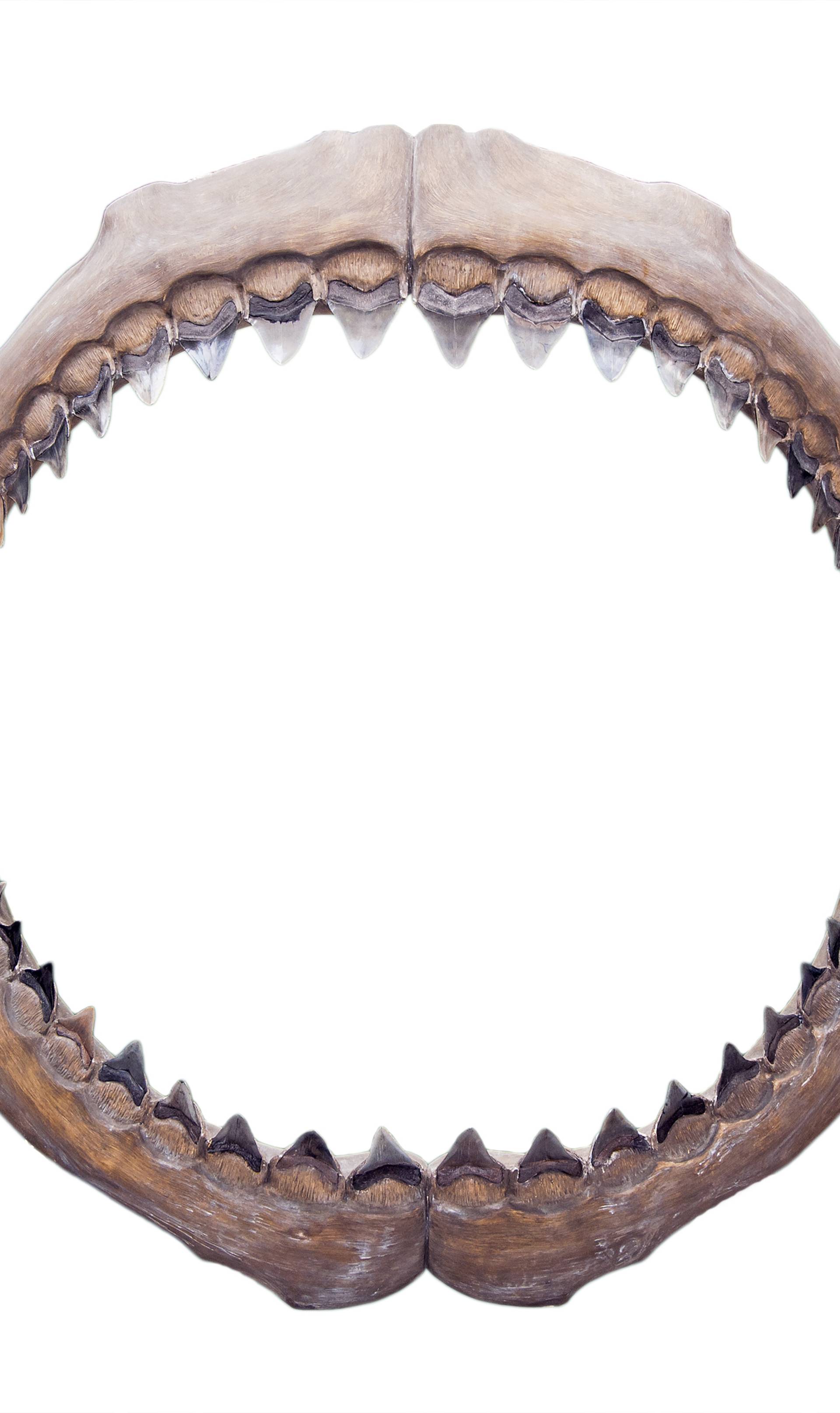 Ralje iz panonskih dubina: Zub megalodona našli i u Slavoniji