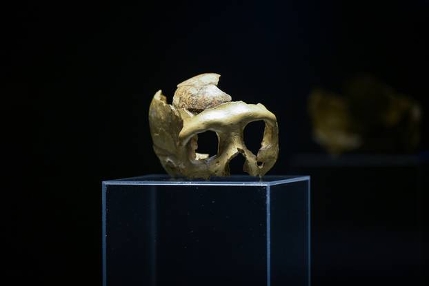 Zagreb: Otvorenje izložbe Lubanja C u Prirodoslovnom muzeju
