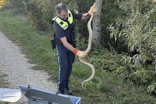 Anakonda na obali Dunava: &Zcaron;ena se sun&ccaron;ala pa ugledala zmiju dugu vi&scaron;e od dva metra