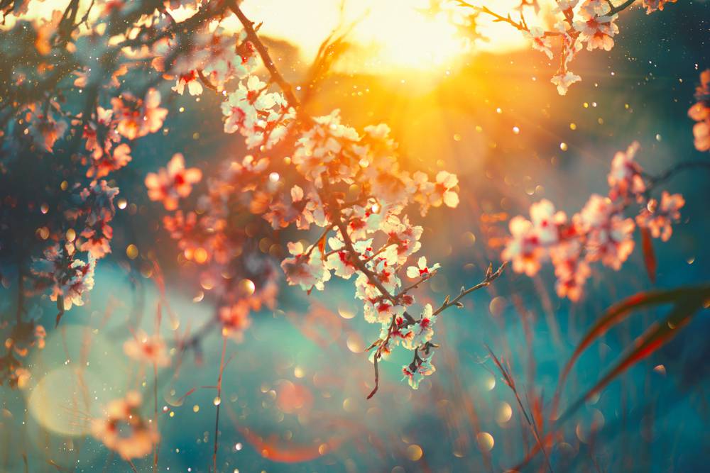 Spring,Blossom,Background.,Beautiful,Nature,Scene,With,Blooming,Tree,And