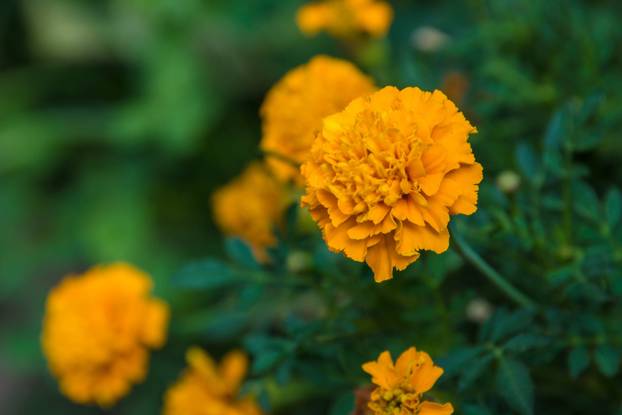 Unesite ove biljke u svoj dom i 'prizovite' novac i blagostanje