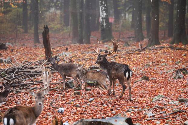Delnice: Jeleni lopatari u park šumi Japlenški vrh