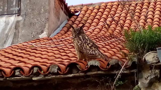 Trogir: Tajanstvena  sova uselila napuštenu staru kuću