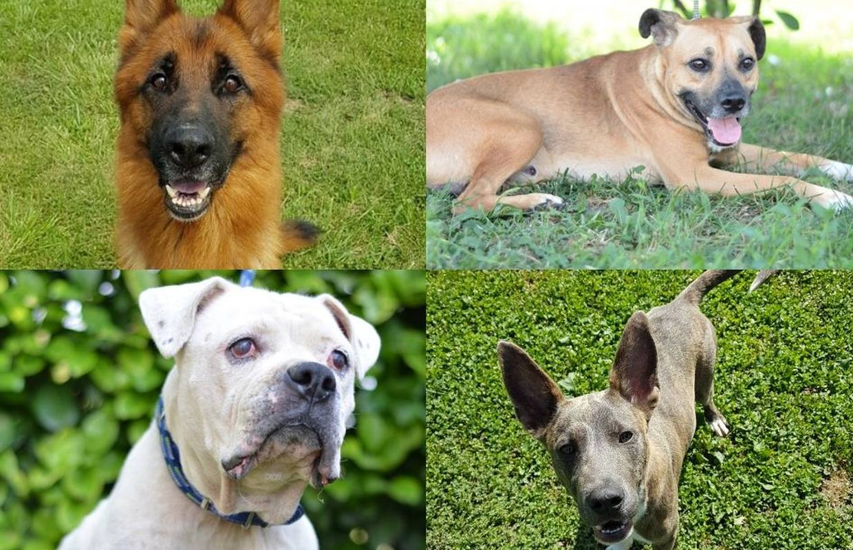 Nastavimo ih spašavati: Worf, Stig, Megy i Bruno traže dom