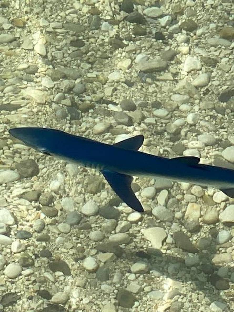 Baby shark u Puli: 'Nadam se da mu mama i tata nisu blizu'