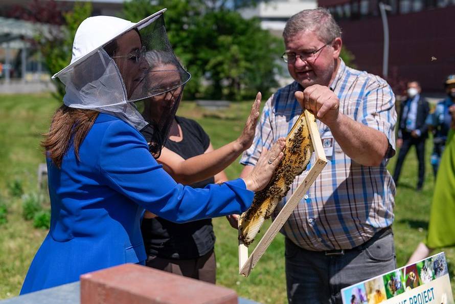 UN u Beču 'ugostio' pčele za Svjetski dan zaštite okoliša