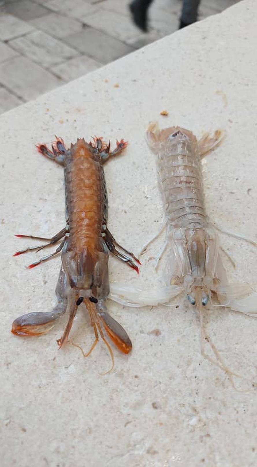 Pronašli neobično stvorenje u Jadranu, ulovili ga prvi put