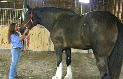Najveći konj na svijetu visok je 205,7 centimetara
