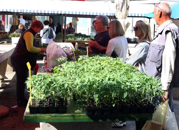 Šibenik: Bogata ponuda sadnica raznog povr?a