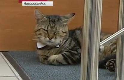 Mačak Kuzma zaposlio se u knjižnici: Nosi leptir kravatu