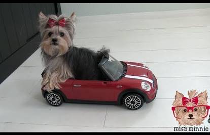 Dopustite da vam Misa pokaže zašto su 'jorkići' cool pasmina