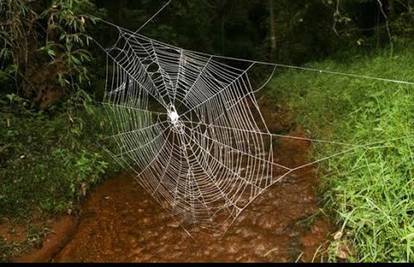 Ovo je najveća paukova mreža na svijetu! Široka je 25 metara