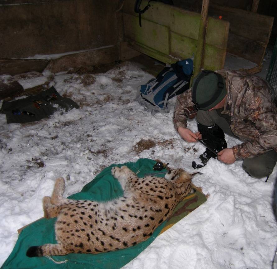 Hrvatske jedinke spašavat će ris Doru ulovljen u Rumunjskoj