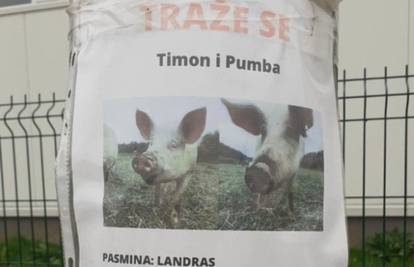 Čovjek u Bjelovaru traži svoje dvije svinje, Timona i Pumbu: 'Izrazito su pitome i idu na ruku'
