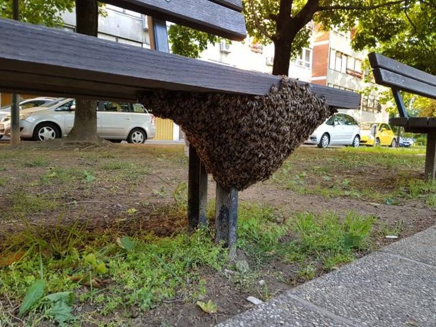 Spašavanje pčela u gradskim sredinama