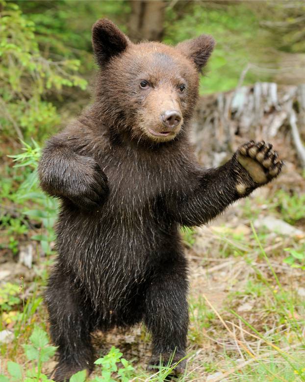 Brown bear cub