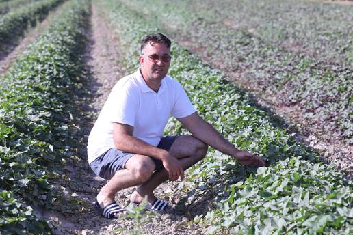 Vrijeme za promjenu: Posadili su prve batate u dolini Neretve