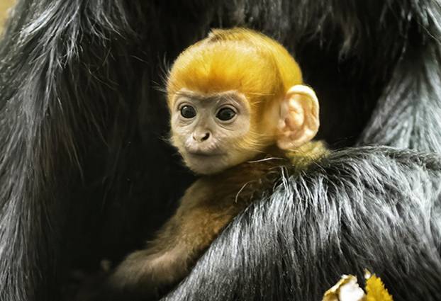 Endangered monkey born at UK zoo - and it's bright orange