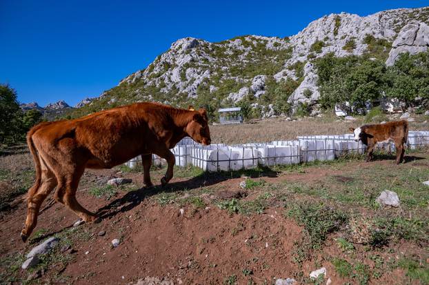 Na području Velikog Rujna na Velebitu raširena je divlja gradnja