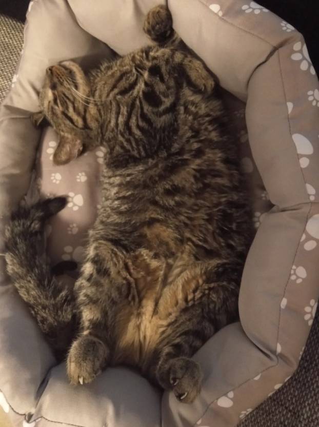 SUPER FOTKE vaših ljubimaca! Neki bi mogli biti viralni hit, ali svi su jednostavno neodoljivi