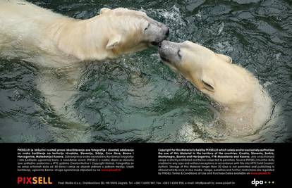 Medvjeđa ljubav: Anori i Luka zajedno zaplivali u bazenu