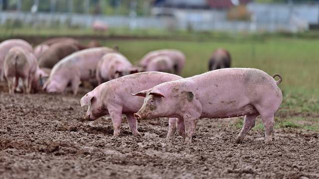 20.10.2023 Schweinemast Auf einer Freifläche gehaltene Mastschweine nahe Heidelberg Heidelberg Wieblingen Baden Württemb