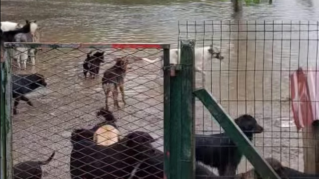 U Ogulinu poplavljen azil za pse: 'Još samo da nas meteor pogodi i onda nas je sve snašlo'