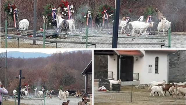 VIDEO Kod Pakraca koze oštetile spomenik branitelja: 'Srušile su lampione, brstile vijence...'