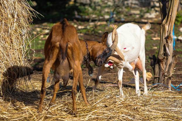 Vodnjan: Za Naj kozu 2025. godine izabrana je koza Jelena, vlasnika Mattea Muškovića 