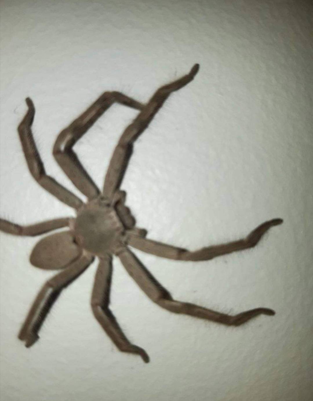 Iz Siska odselio u Australiju: 'Na plafonu sam ugledao ogromnog pauka, nazvao sam ga Đuro...'