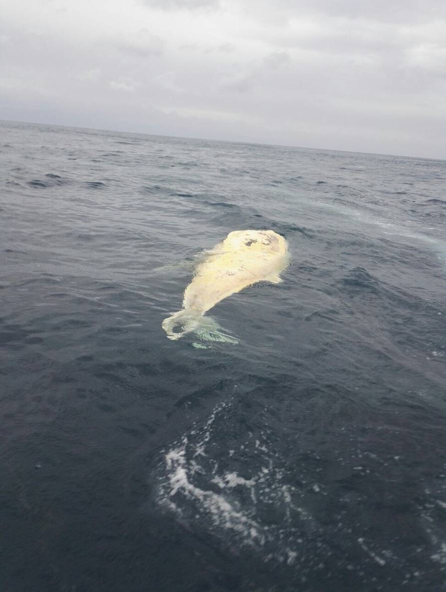 'Zombi' iz morskih dubina: Leš kita danima pluta Jadranom