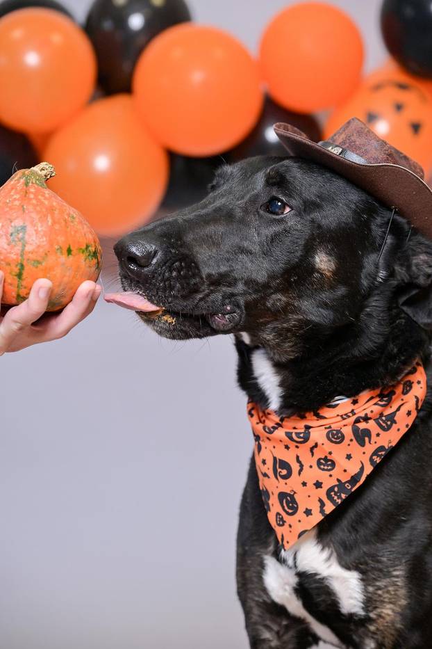 Sklonište u Dumovcu poziva na posebno jesensko udomljavanje pasa i mačaka