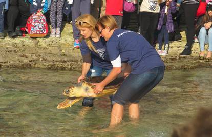Oporavile se: Zdrave kornjače Puljani su  vratili natrag u more
