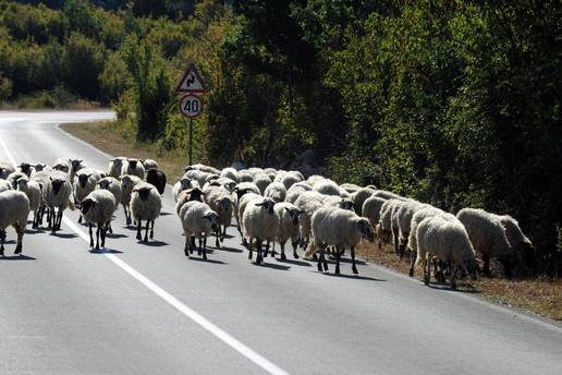 Jeziv prizor: Autom je naletio na krdo ovaca kod Šestanovca