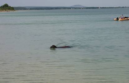 Magarica Milva rashladila se plivajući  u Vranskom jezeru