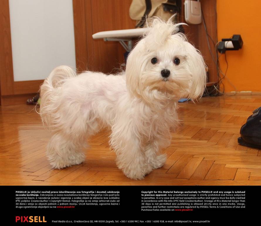 Dalibor Urukalović/PIXSELL