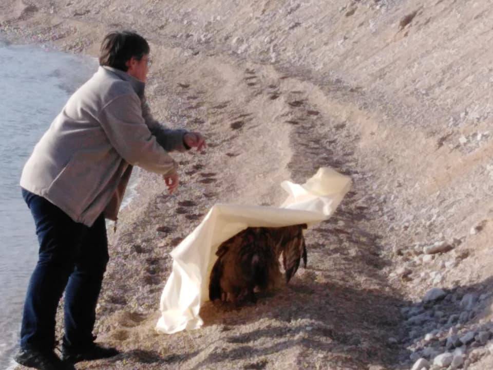 Jato galebova napalo je sovu u Makarskoj: 'Bacili' su je u more