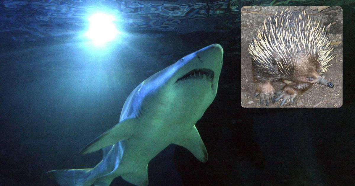 Hajen blåser upp näbbborre, forskarna förvånade