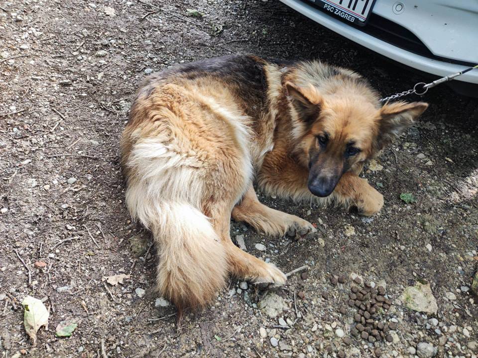 Netko zavezao i ostavio četiri mlada psa u šumi kraj Zagreba: 'Prestrašeni su, užasan prizor'