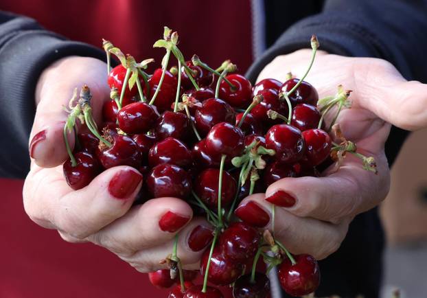 Šibenik: Stigle prve ovogodišnje trešnje po lanjskoj cijeni