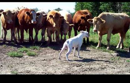 Bokser Jonesy prvi put vidio je krave! Kako je prošao susret?