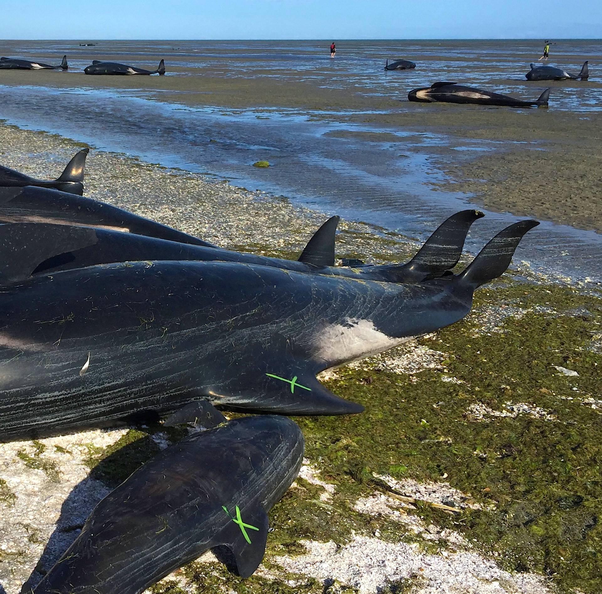 Volunteers walk between some of the hundreds of stranded pilot whales after one of the country's largest recorded mass whale strandings, in Golden Bay, at the top of New Zealand's South Island