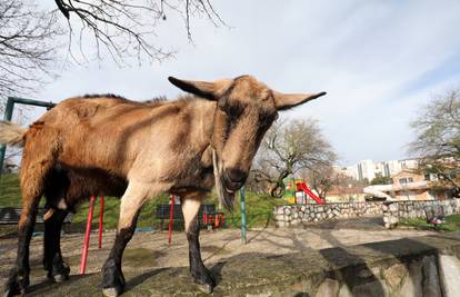 U Istri pripremaju program revitalizacije istarske koze