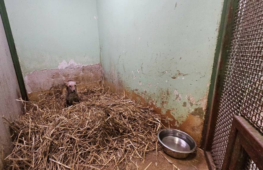 Sjećate li se bolesnog lisca iz Zagreba? 'Oporavio se, pustili smo ga u prirodu. Traži družicu'