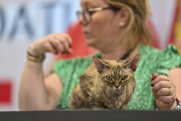 Zagreb: Međunarodna izložba mačaka WCF Cat Olimpia 2025