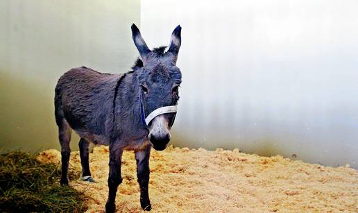 Magarica Stjepana Mesića se liječi na Veterinarskom faksu