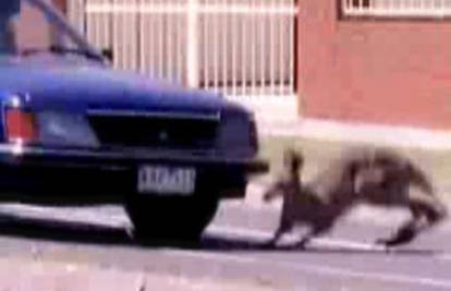 Odbjegli klokan u Australiji dobro namučio čuvare
