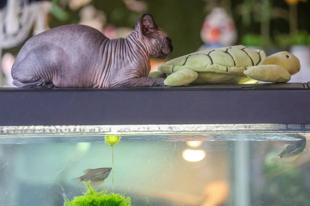 Zagreb: Emilija i Amer Alaydi otvorili su kafić Animal caffe