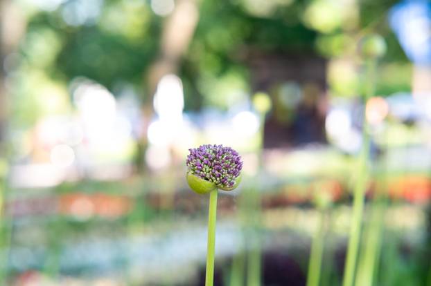 Zagreb: Brojni građani posjetili Floraart na Bundek